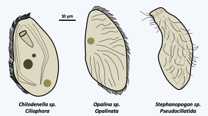 Figure 073.cilia