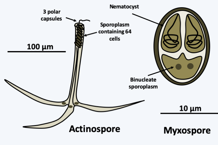 Figure 075.spore