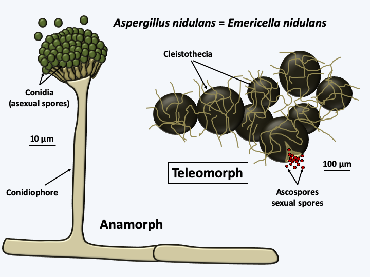 Figure 076.aspergillus