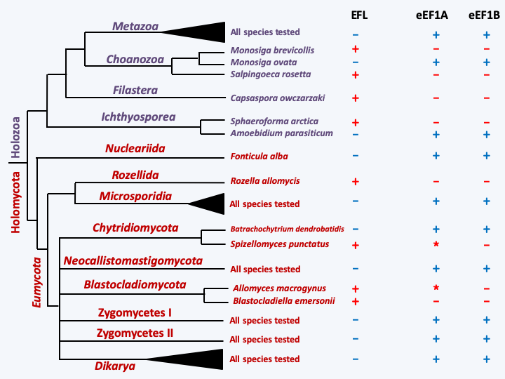 Figure 077.elongation-factor