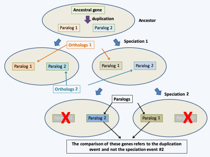 Figure 078.orthologues