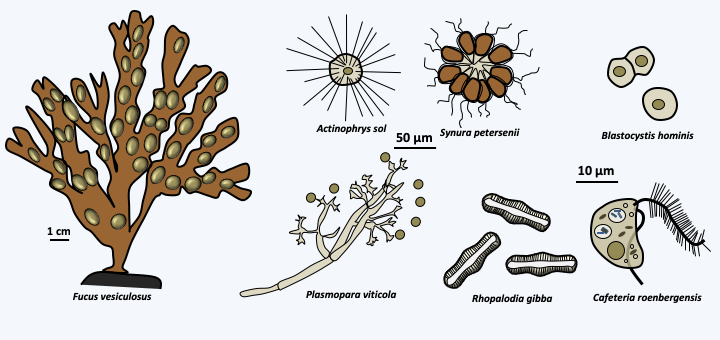 Figure 079.heterokonts