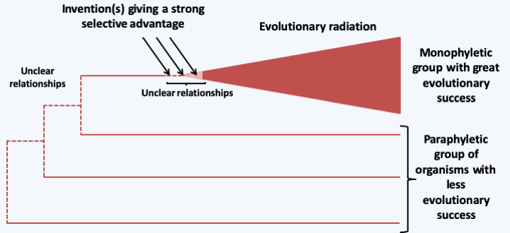 Figure 080.phylogeny