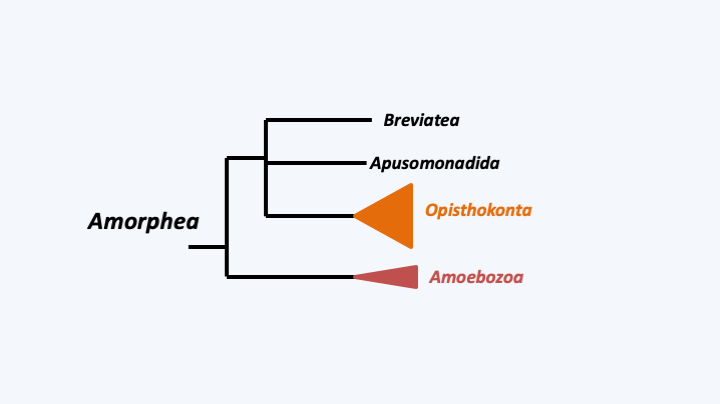 Figure 082.amorphea