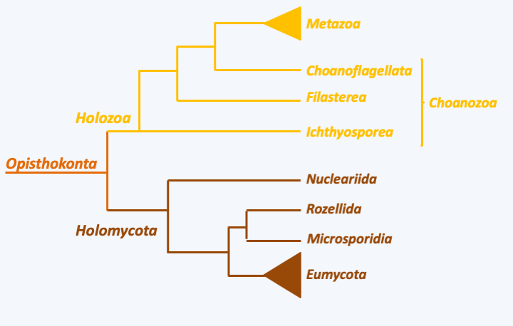 Figure 084.opistho