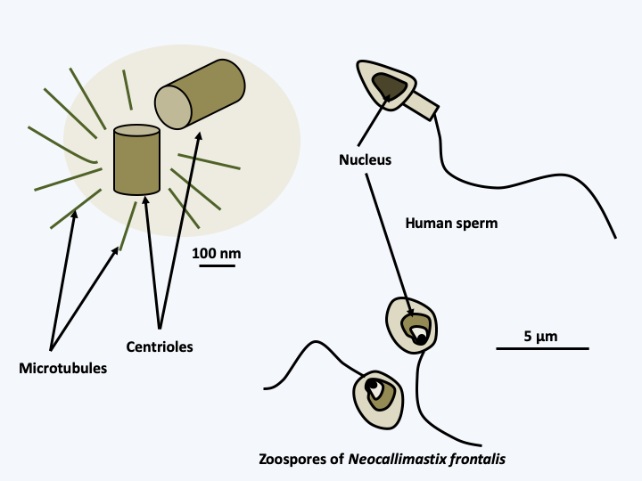 Figure 085.flagella