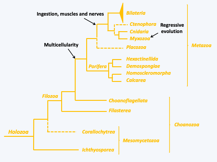 Figure 086.holozoa