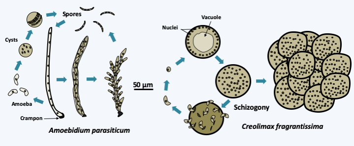 Figure 087.mesomycetozoa