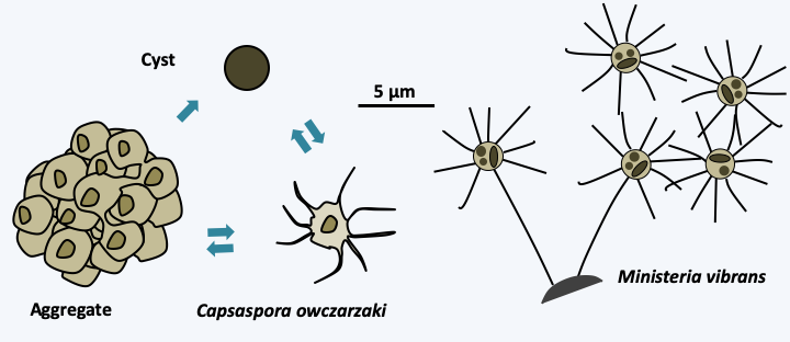 Figure 088.capsaspora