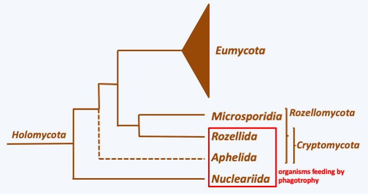 Figure 101.holomycota