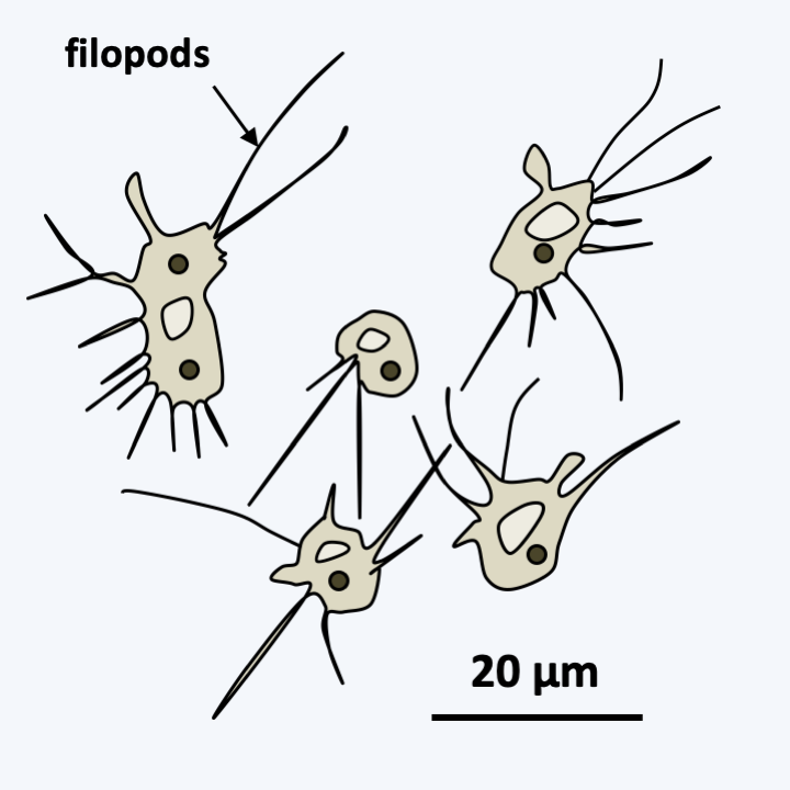 Figure 102.nuclearia