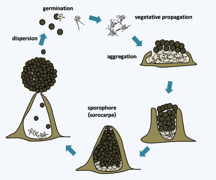 Figure 103.fonticula