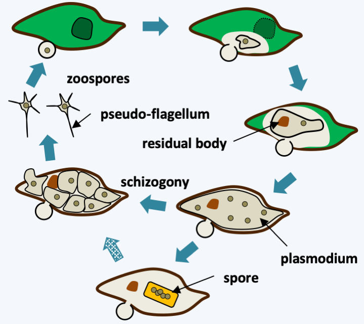 Figure 104.aphelid