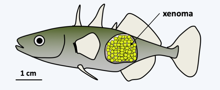 Figure 107.xenoma