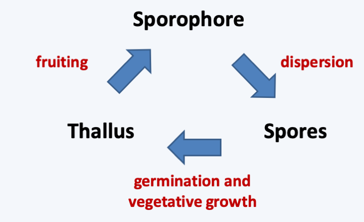 Figure 109.life-eumycota