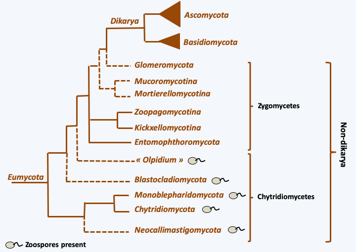 Figure 111.phylo-eumycota