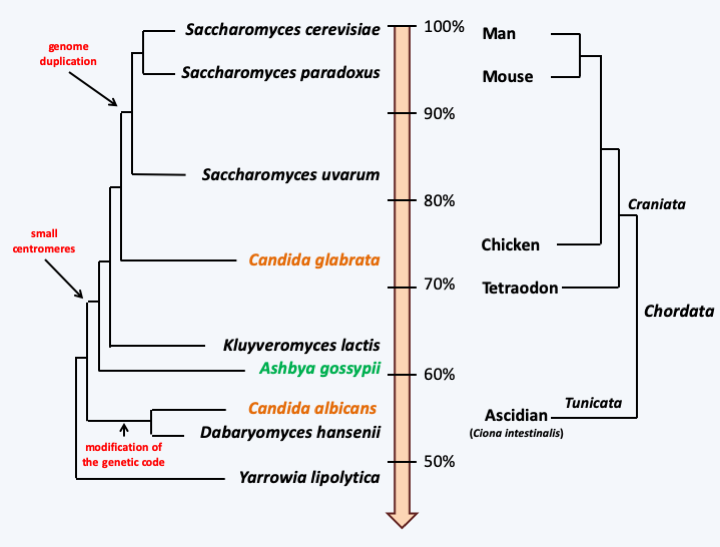 Figure 112.history