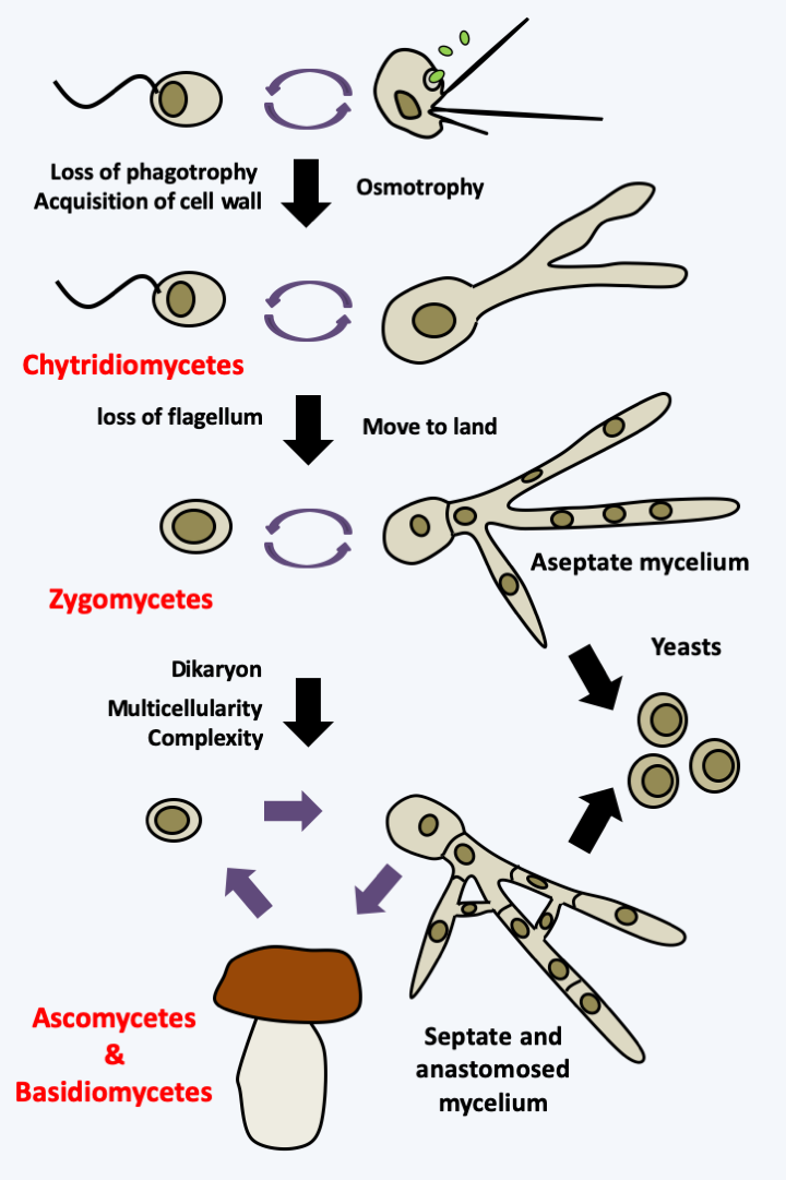 Figure 113.evo-eumycota