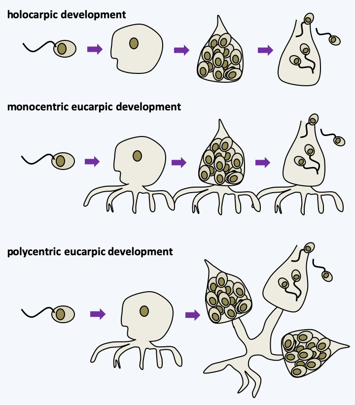 Figure 114.chytrid