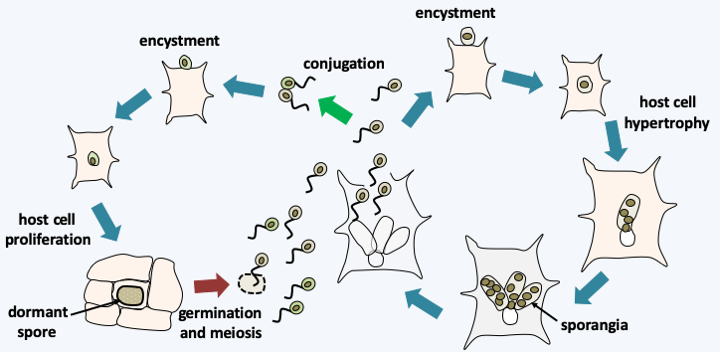 Figure 115.cycle-synchytrium