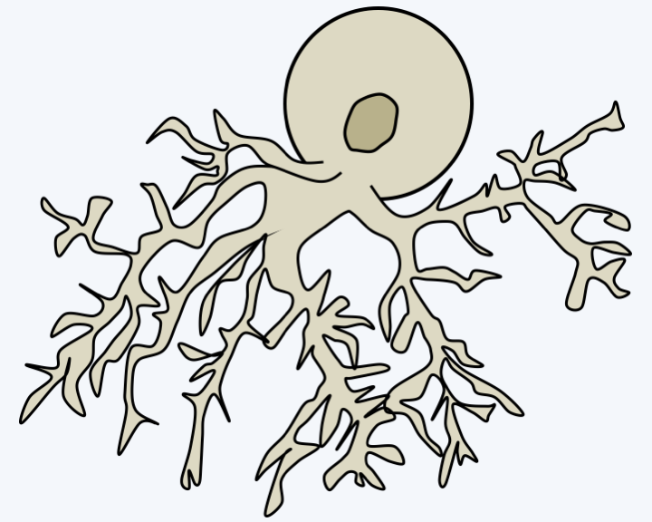 Figure 116.thallus