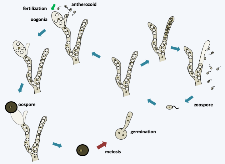 Figure 117.monoblepharis