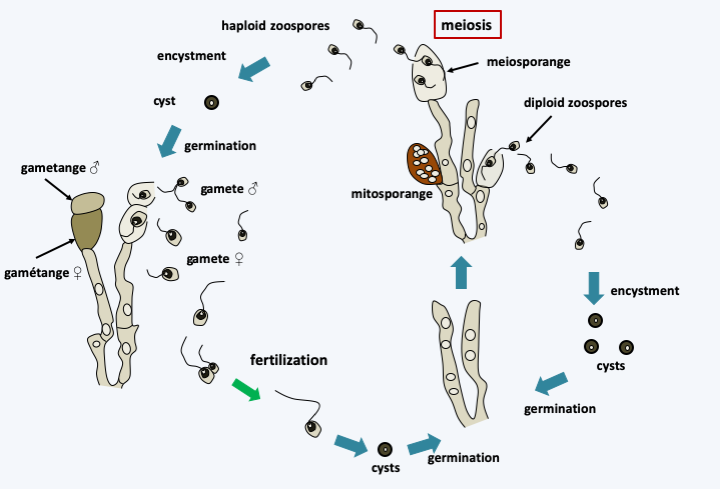 Figure 118.allomyces