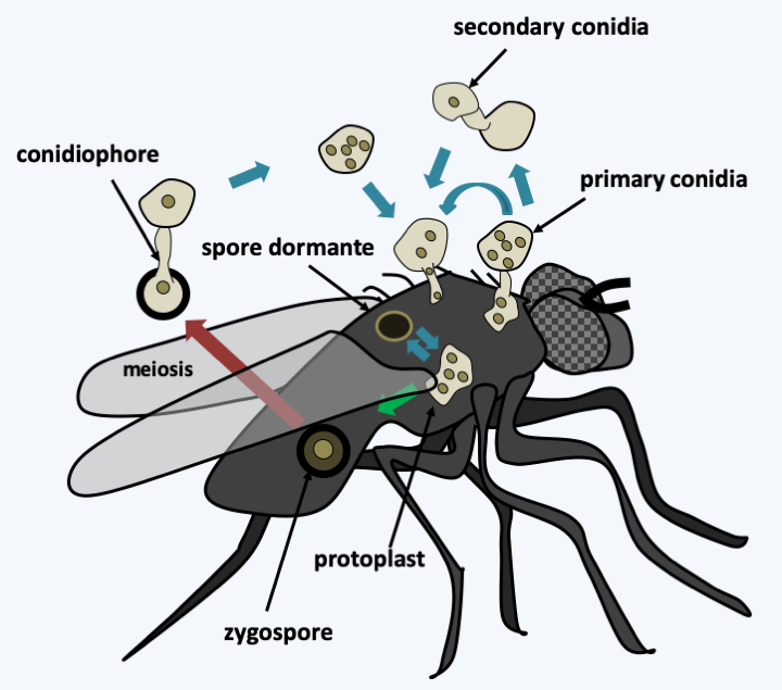 Figure 120.entomophthora