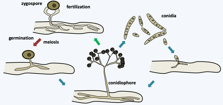 Figure 121.peptocephalis