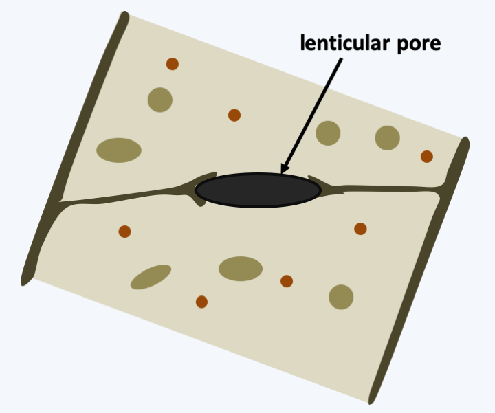 Figure 122.pore