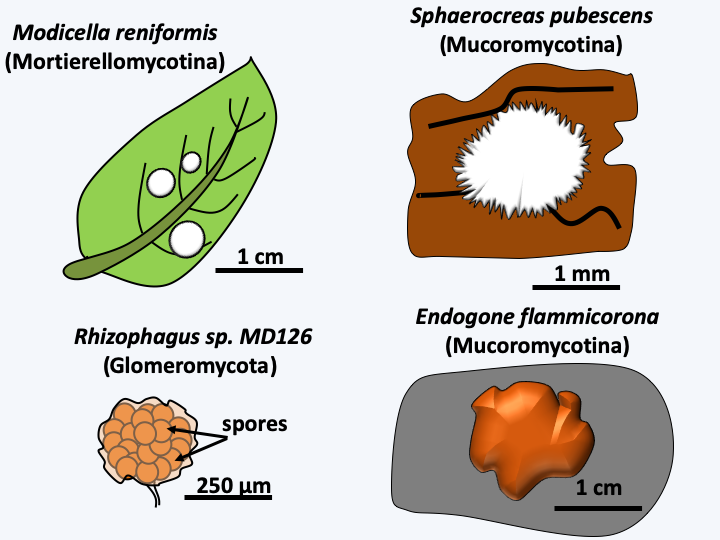 Figure 124.fruiting