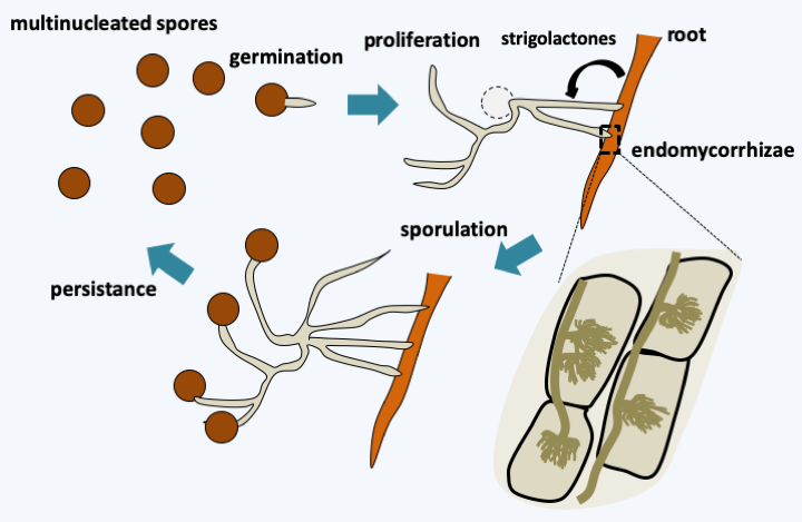 Figure 128.rhizophagus