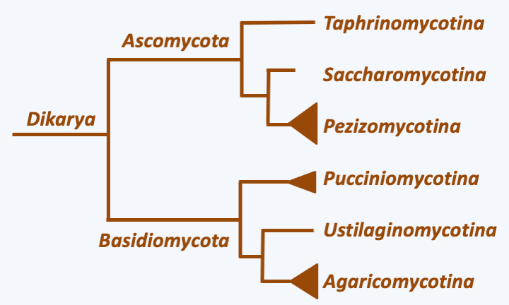 Figure 129.dikarya