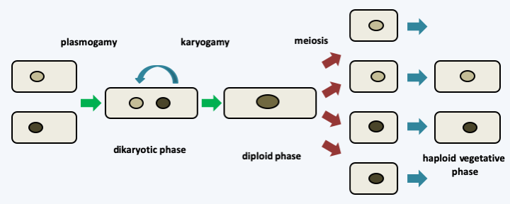 Figure 130.dikarya-cycle