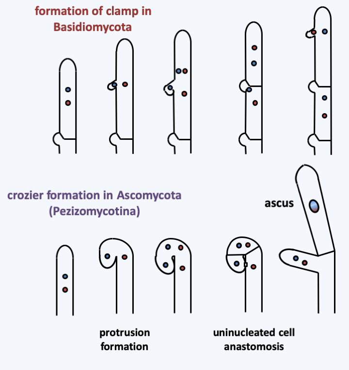 Figure 131.spores