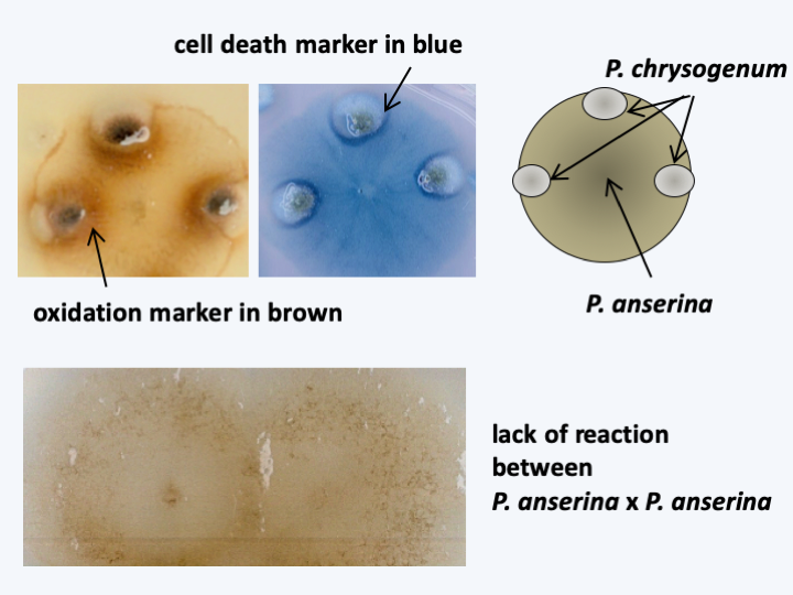 Figure 133.hypha