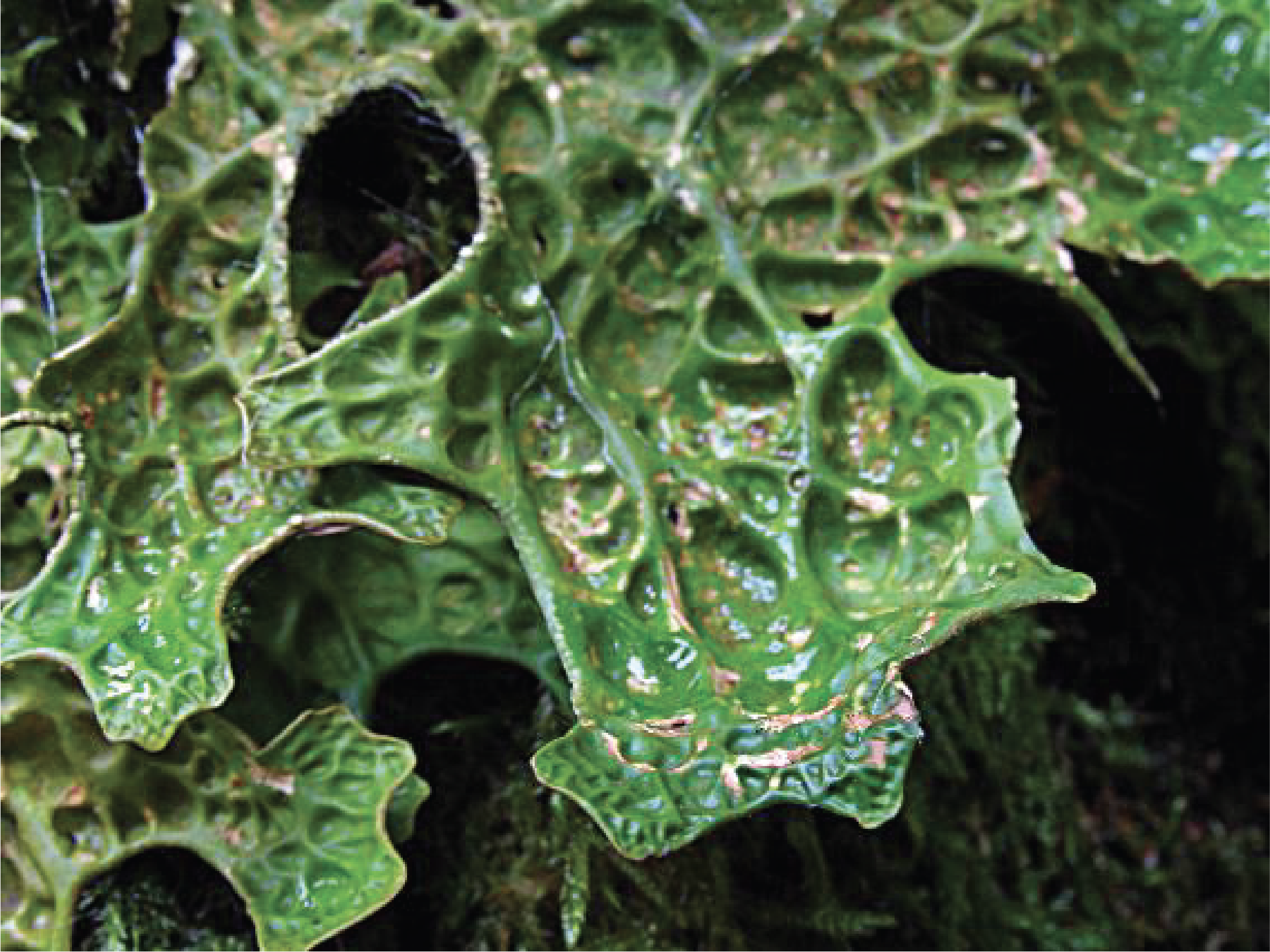 Figure 135.lobaria