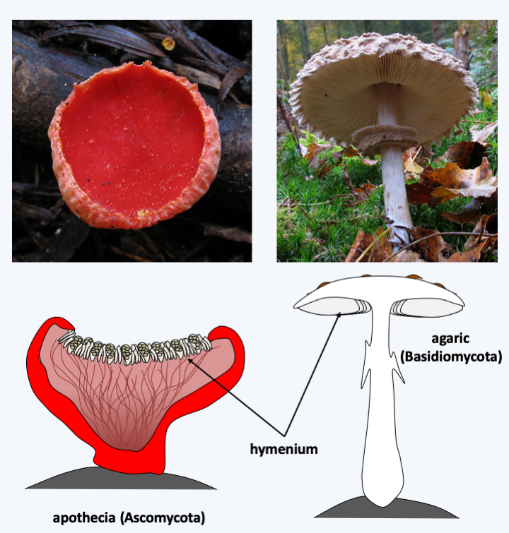 Figure 137.mushroom