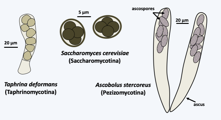 Figure 140.ascus