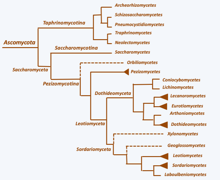 Figure 141.asco-phylo