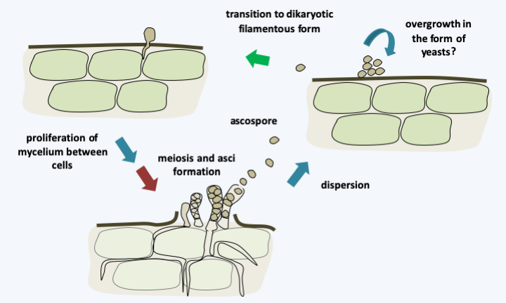 Figure 143.taphrina