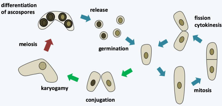 Figure 145.yeast-cycle