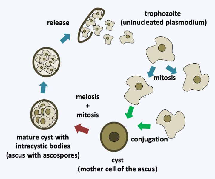 Figure 146.pneumocystis