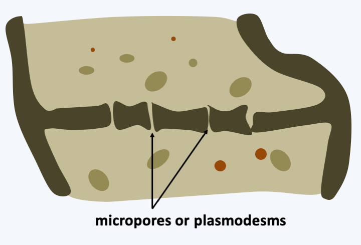 Figure 147.micropores