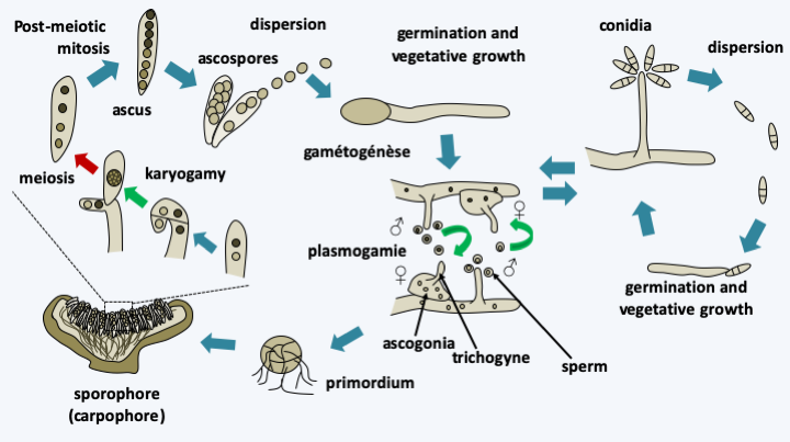 Figure 150.pezizo-cycle