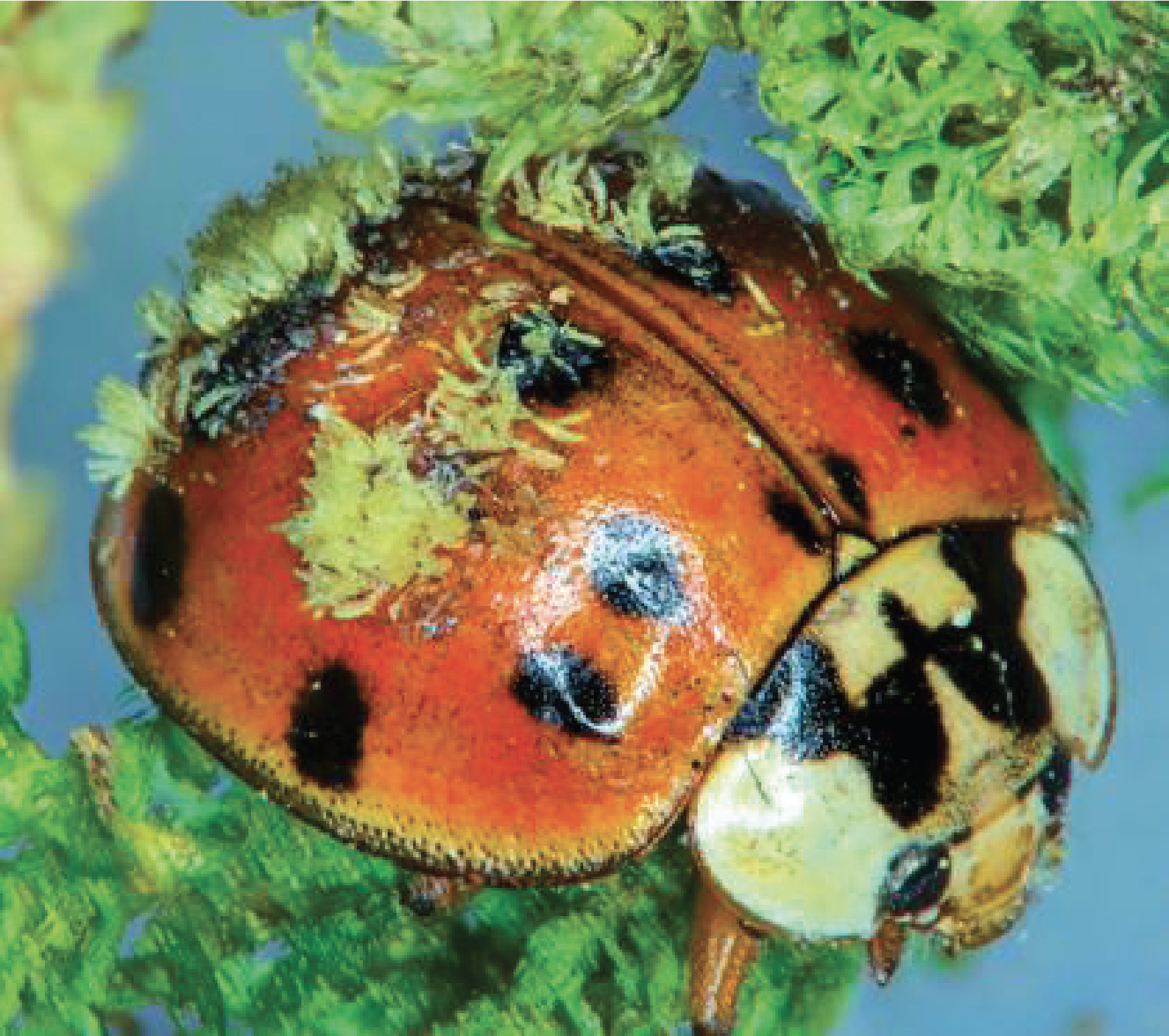 Figure 154.ladybug