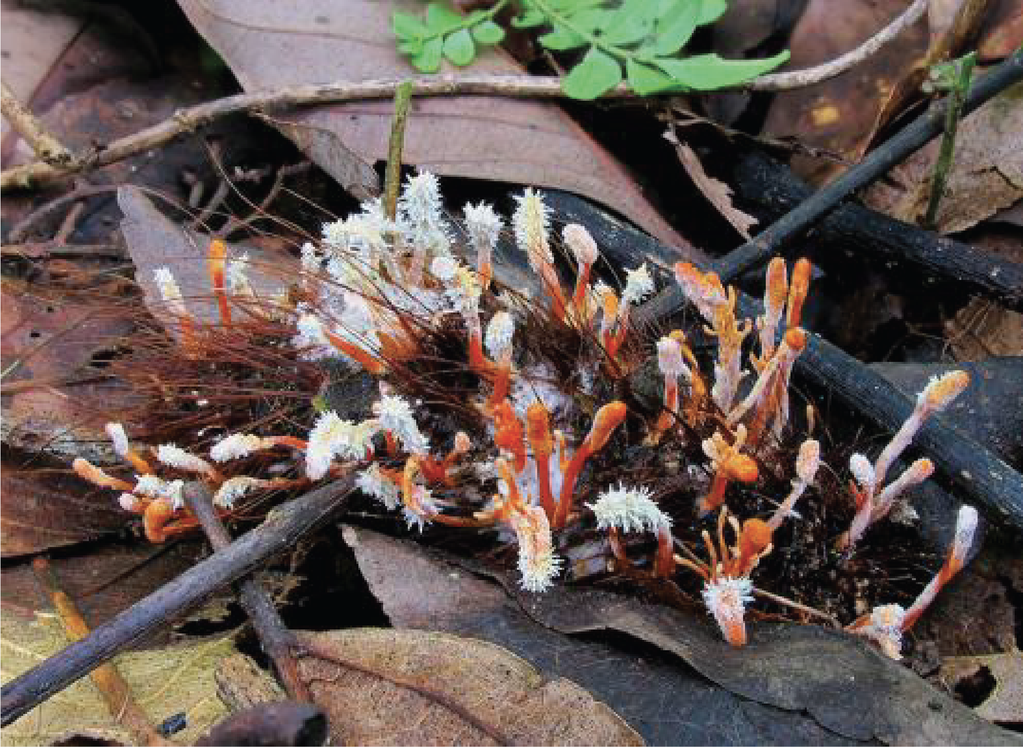 Figure 158.cordyceps