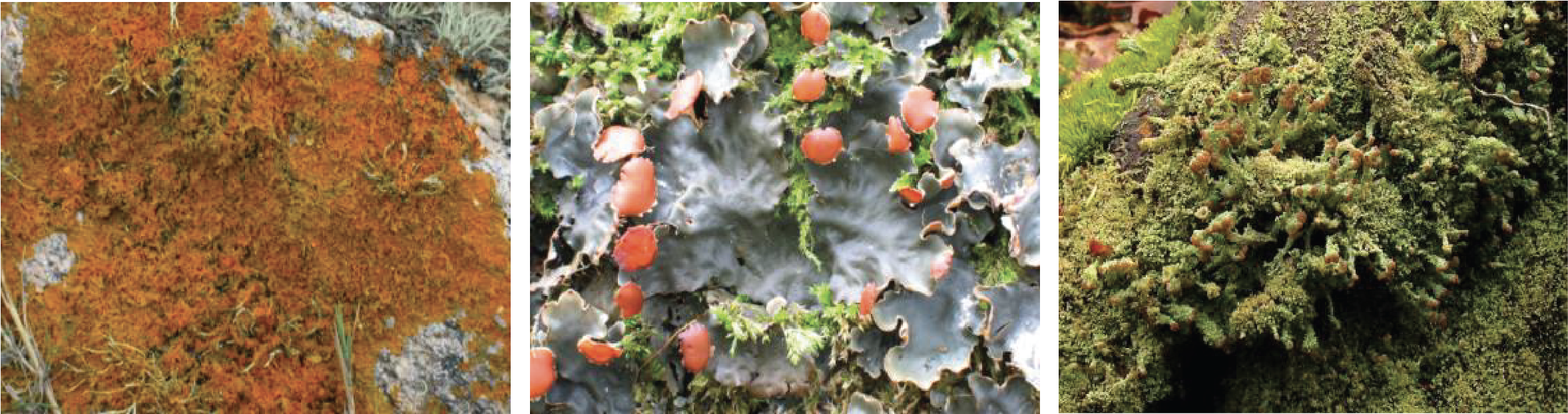 Figure 160.lichens