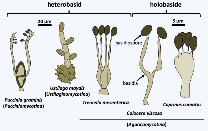 Figure 164.basidio