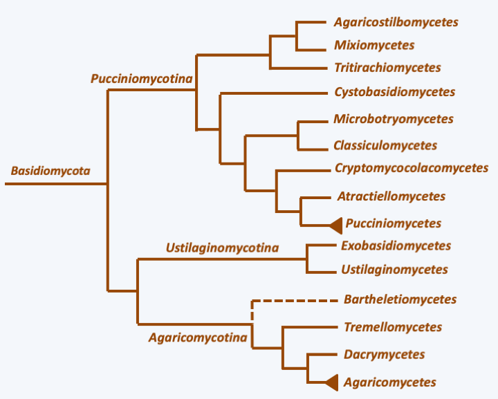 Figure 166.basidio-phylo